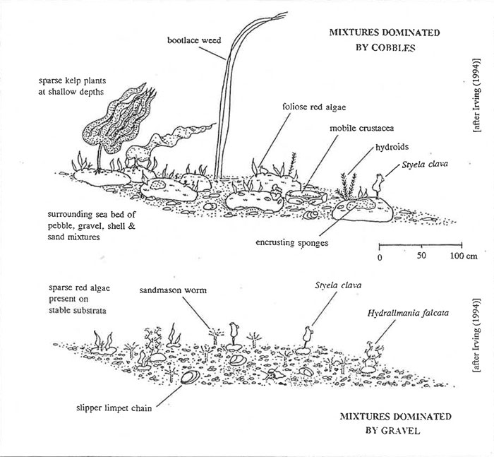 Diagrammatic representation of site